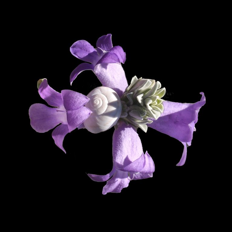 Intimate Conversations-The Desert Snail and Eremophila